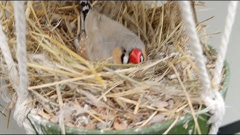 Live: Zebra Finches on 6 Eggs 🐣🎥! Day 2.