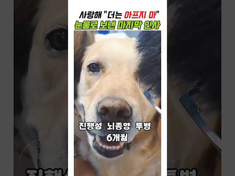 11년을 함께한 견주의 마지막 인사 #강아지 #애견영상 #감동실화 #반려견 thumbnail
