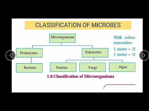 Science Chapter 1 part 2 Classification of Microorganism