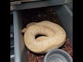 Banana clutch from 1.0 Banana Mojave Clown x 0.1 Leopard Fire Red Stripe Yellow Belly pos het pied