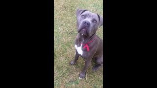 Mighty Medusa Staffordshire Bull Terrier Babe.