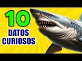 10 Curiosidades Que NO SABIAS Hace 5 Minutos ⏰ Tiburones, Gatos, Arañas [Episodio Nº 7]