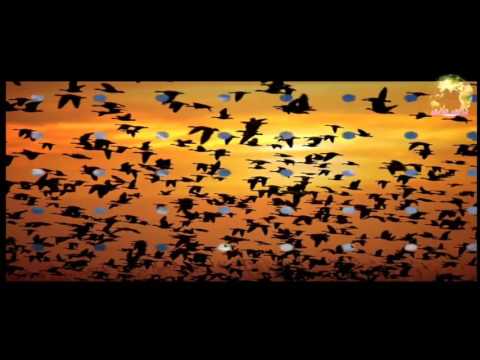 ورا الشباك 