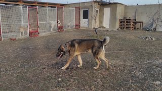 Кавказский волкодав Буги-мен / Питомник Грузинских горных собак 🇬🇪 Волкодавы Грузии 🇬🇪