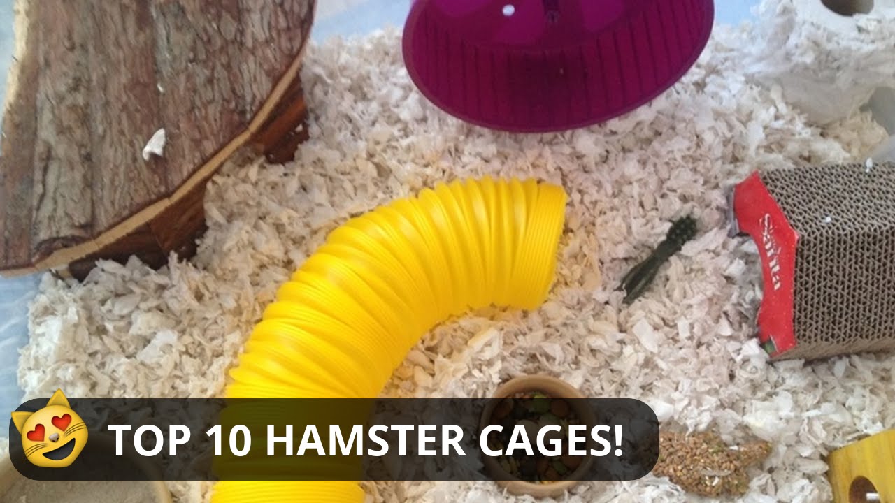 View of 10 AMAZING HAMSTER CAGES - YouTube