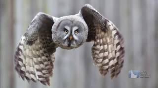 Science Trek: The Web Show: Zoology