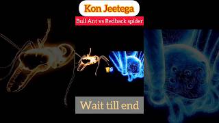 kon jitega | bull ant vs red back spider shorts