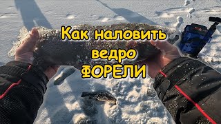 Ловля ФОРЕЛИ НА ПЛАТНИКЕ ; БЕШЕНЫЙ КЛЁВ ; Winter trout fishing at Nizhnij Novgorod