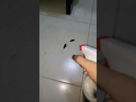 Video: Obtenga remedio para cucarachas: composición, instrucciones de uso, reseñas