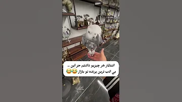 بی ادب ترین پرنده ی بازار طوطی طوطی سخنگو بی ادب پرنده 