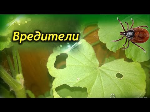 Кто ест герань? Вредители Пеларгонии и меры борьбы с ними!