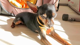 My puppy Rafa has changed - Miniature Pinscher