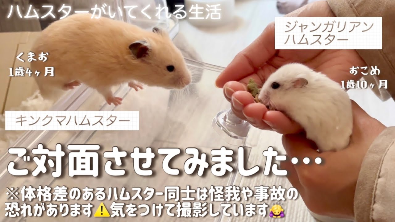 おこめとくまおがご対面！？