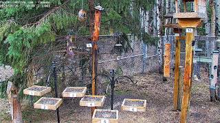 20240426  Foothills Birds  PTZ Live Stream BirdCam  [65+ Species]