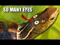 Four-Eyed Turtle Facts: the TURTLES with SO MANY EYES 🐢👁️👁️