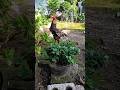 #Shorts #RoosterCrow #AnimalShorts