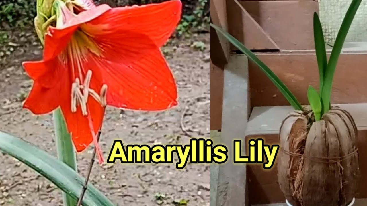 How To Grow Amaryllis? Planting Amaryllis Bulbs. YouTube