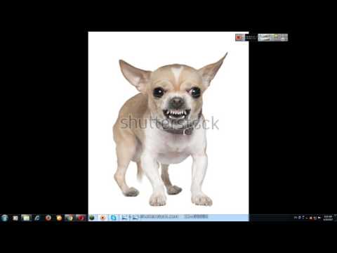 ვიდეო: ძაღლის კიბოს სამკურნალო ახალი ვარიანტი (ლიმფომა)