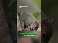 Captivating Squirrel Behavior Relaxing Nature Wildlife Documentary