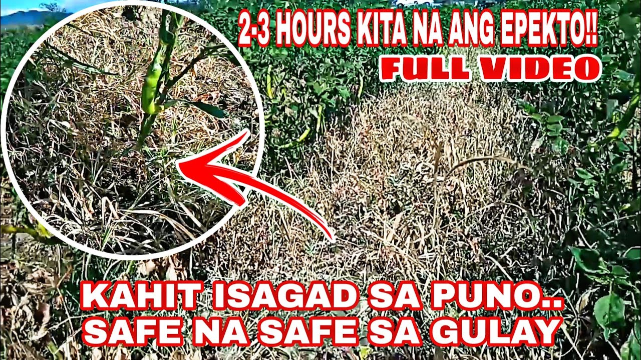 🔴VIRAL HERBICIDE 2-3 HOURS KITA NA ANG EPEKTO SUBUKAN MO AT NG MALAMAN MO