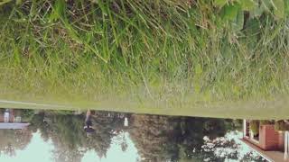 Skimming grass with Bugs3 mini and GoPro Hero Session