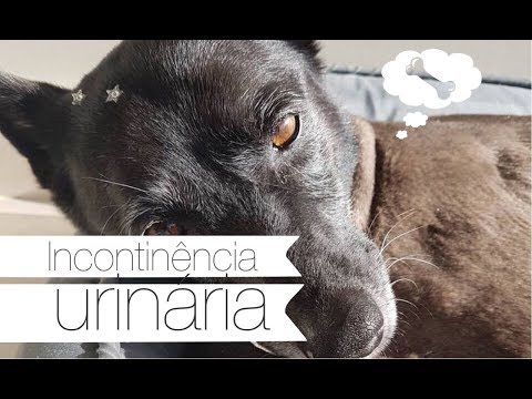 Vídeo: FDA Aprova Medicamento Urinário Para Cães