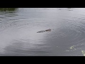 Alligator Attack! Palmetto Bluff, SC 4k