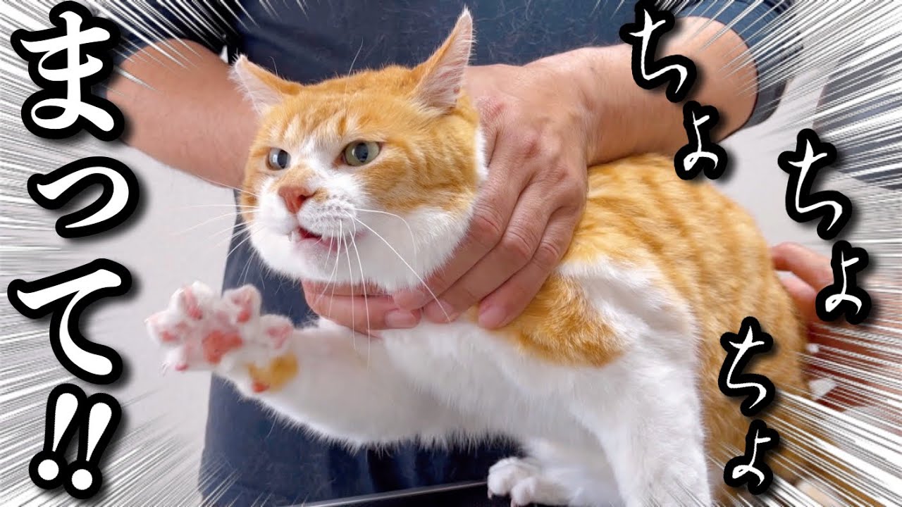 Реакция кошки на «Пора купаться!» | Руководство грумера по технике купания кошек