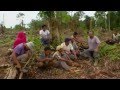 Palm oil plight filmed  produced by alain compost