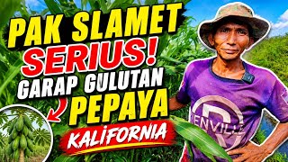LIHAT PERKEMBANGAN LAHAN PAK SLAMET MAKIN TERTATA RAPIH BANGET TRANSMIGRASI KALIMANTAN 