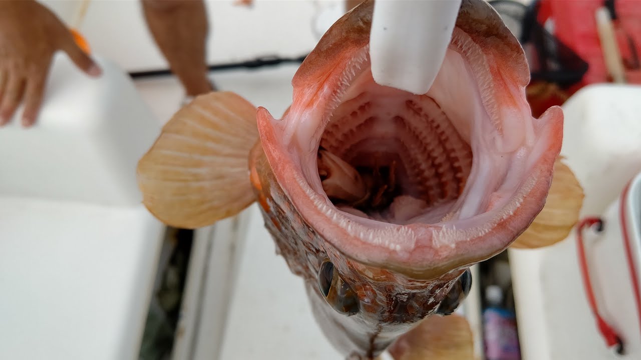 根魚釣りに行ってきました ターゲットは幻の高級魚アコウ キジハタ とアラカブ Youtube