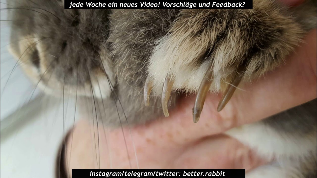better.rabbit Kaninchen Krallen schneiden Folge/ Woche 01 YouTube