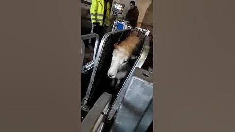 CLIPEX Sheep Handler Demo