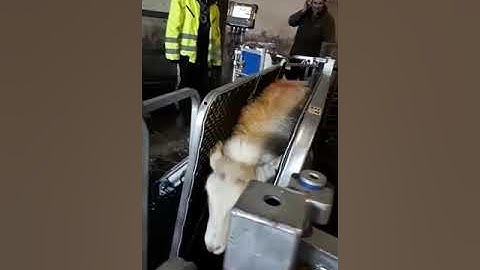 CLIPEX Sheep Handler Demo