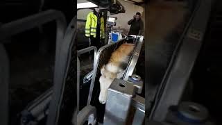 CLIPEX Sheep Handler Demo