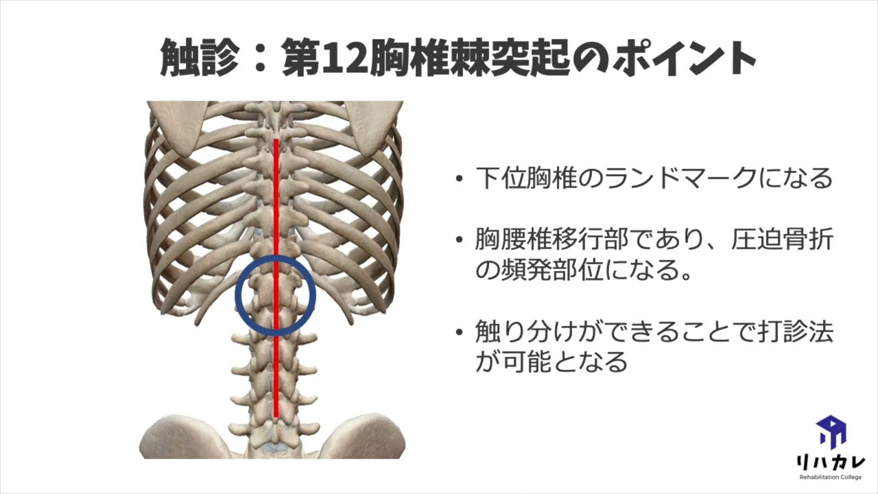 第12胸椎棘突起 Th12 の触診のコツ 骨の触診 Youtube
