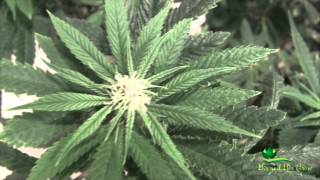 Remove vs Advanced Nutrients - Ep. 06 Day 19
