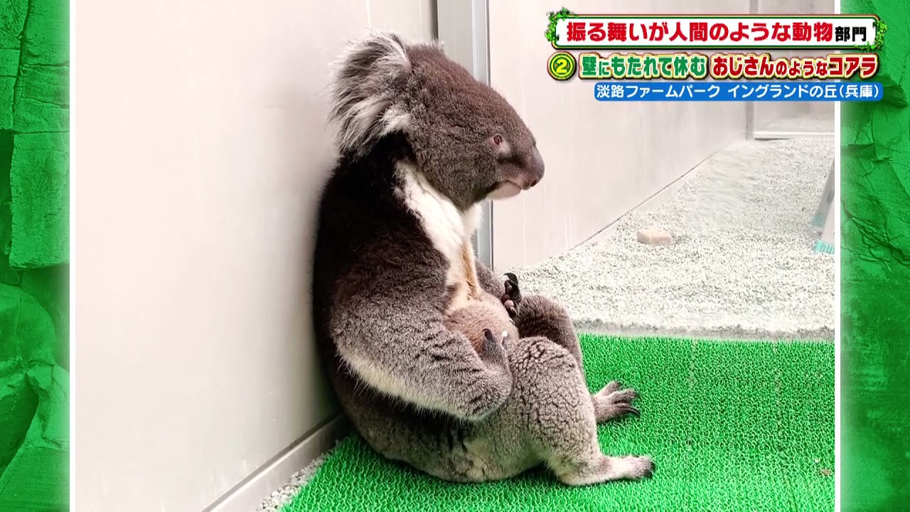 壁にもたれて休むおじさんのようなコアラ［ 淡路ファームパーク 