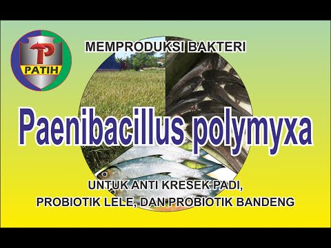 Video: Wawasan Ke Jalur Metabolisme Dari Produsen Biofuel Potensial, Paenibacillus Polymyxa ICGEB2008