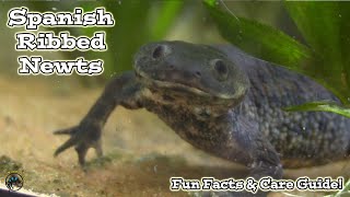 Meet the Spanish Ribbed Newt! -- Fun Facts and How to Take Care of Them! 🦎