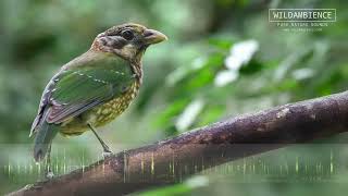 Suara Burung Catbird Berbintik - Suara melengking aneh seperti kucing