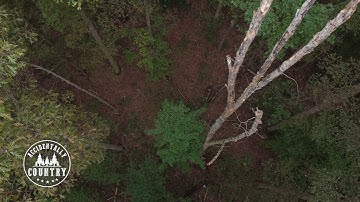 Cutting Down a 100 Foot Tree in 1 Minute with Drone Footage #SHORTS