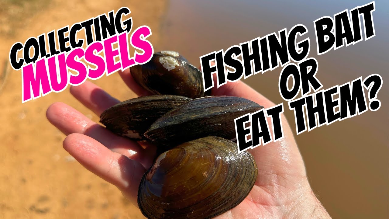 Collecting freshwater Mussels. Fishing bait or food? YouTube