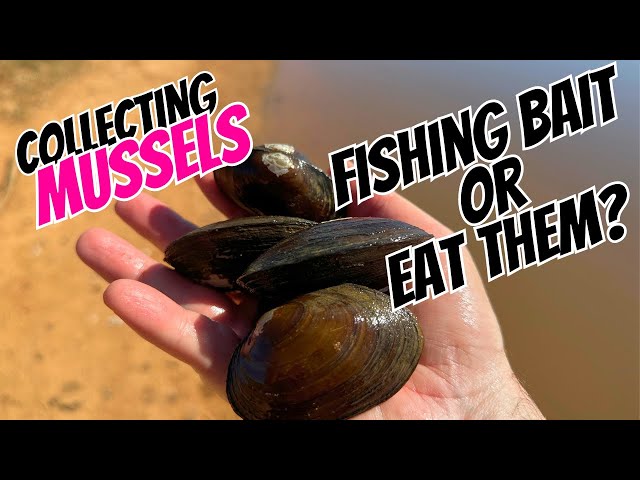 are fly reels reversible Are Fly Fishing Reels Reversible (Learn How!)
