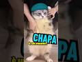 Perché CHIPI CHIPI CHAPA CHAPA è MEME?