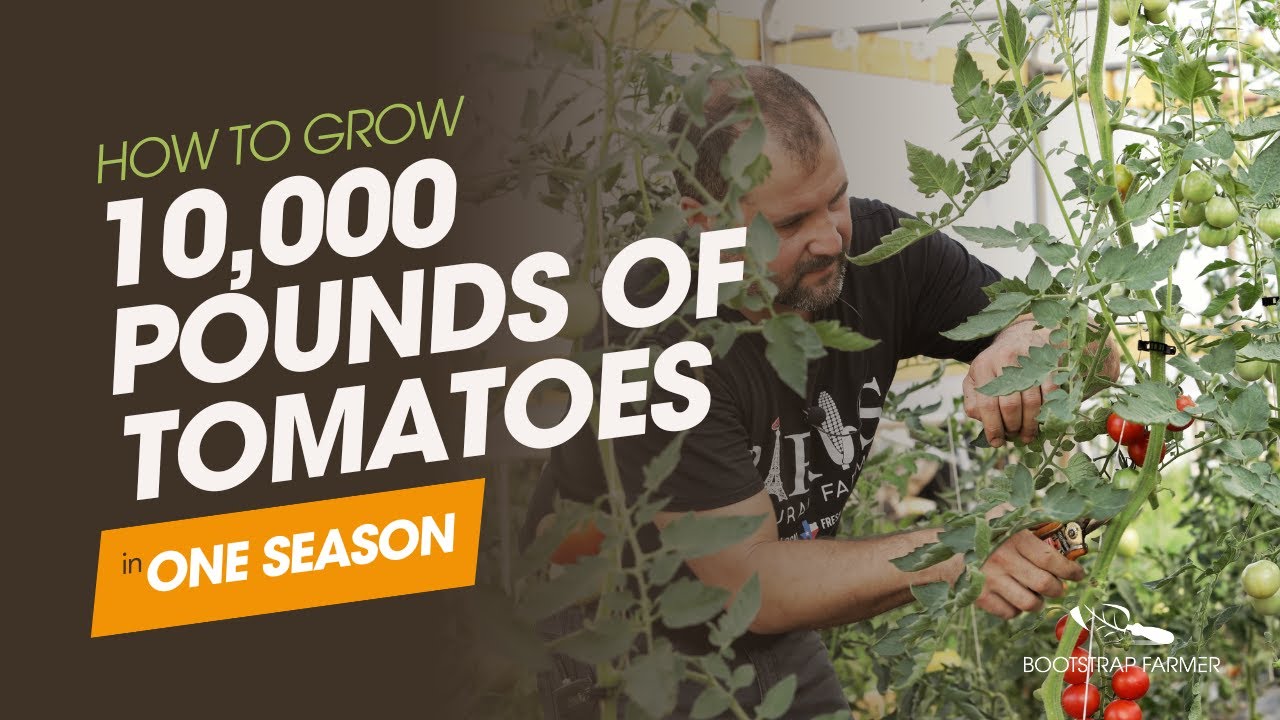 How YOU Can Grow 10,000 LBS of Tomatoes Every Season!
