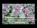 Perennial Plants for shade Perennial Plants for shade