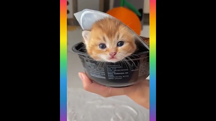 Video 11855001: cat kitten funny compilation, cats cute kittens compilation, cats compilation cute dogs