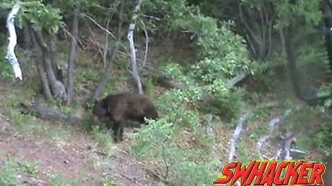Swhacker Broadhead Customer Kill AZ Bear