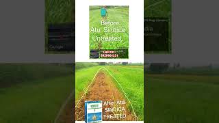 🌱अतुल सिंडीका 🌱 उसाचे तननाशक 🌿 Atul SINDICA sugarcane herbicide 🌿 call me - 8928901251 #herbicides